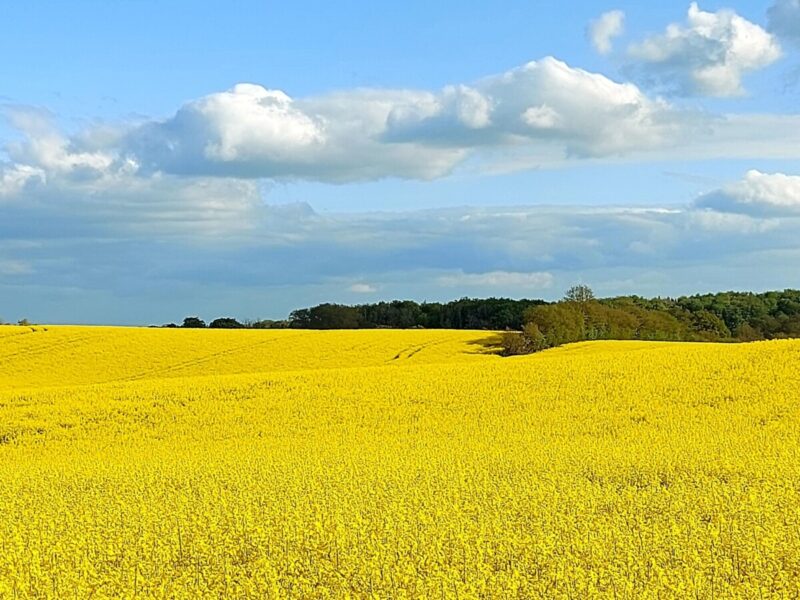 Foto Zeigt Ein Gelbes Feld Mit Blauen Himmel