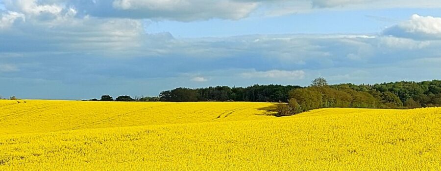 Foto Zeigt Ein Gelbes Feld Mit Blauen Himmel