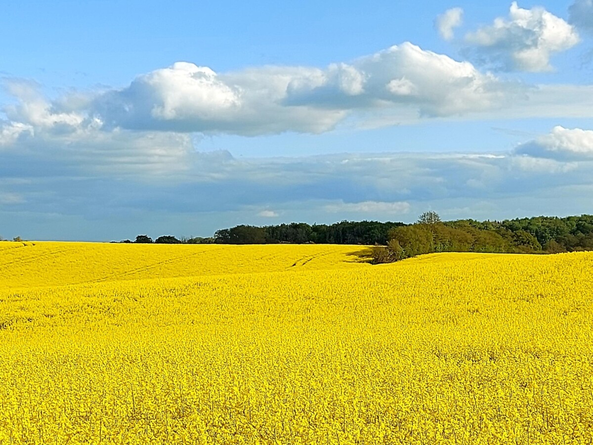 Foto zeigt ein gelbes Feld mit blauen Himmel